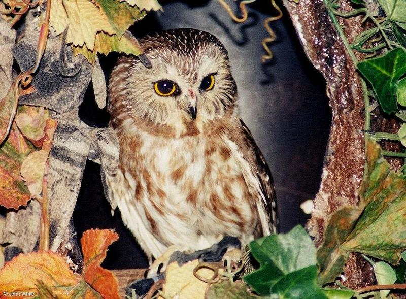 Northern Saw-Whet Owl (Aegolius acadicus); DISPLAY FULL IMAGE.
