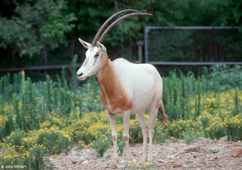 Scimitar-horned Oryx (Oryx dammah)1; DISPLAY FULL IMAGE.