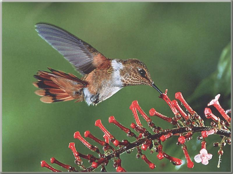 Hummingbird  10 of 12 - Scintillant Hummingbird 01; DISPLAY FULL IMAGE.