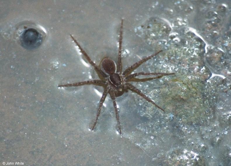 Six-spotted Fishing Spider (Dolomedes triton); DISPLAY FULL IMAGE.