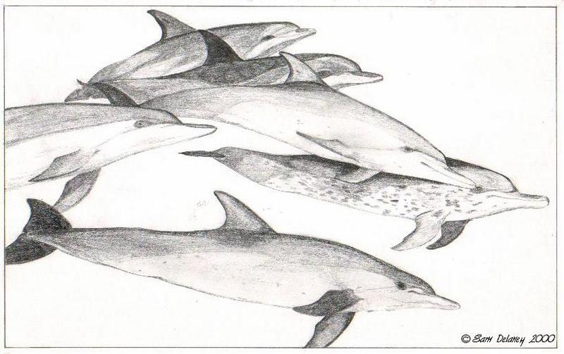 Dolphin Sketch 2; DISPLAY FULL IMAGE.