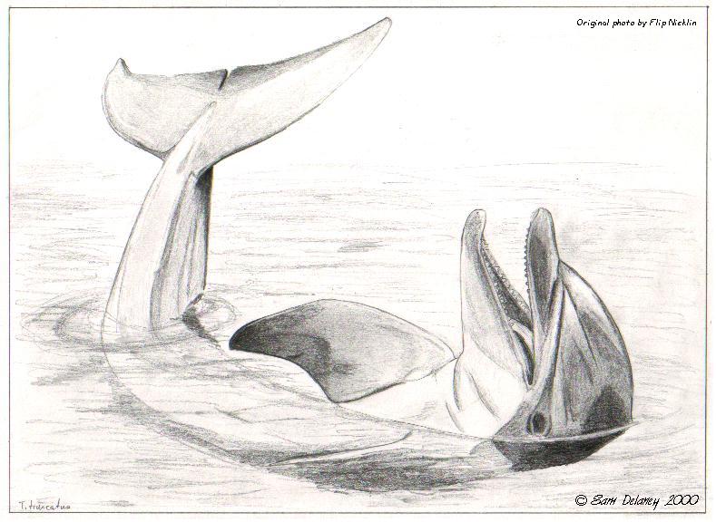 Dolphin Sketch; DISPLAY FULL IMAGE.