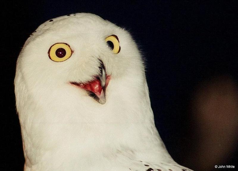 Snowy Owl (Nyctea scandiaca)003 - Silly lookingface; DISPLAY FULL IMAGE.