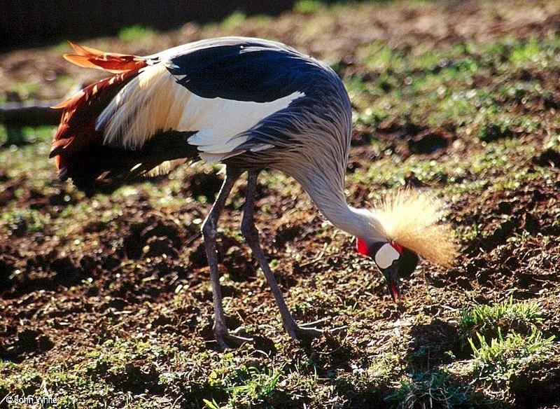 Birds see filename for species - South African Crowned Crane (Balearica regulorum)003.jpg; DISPLAY FULL IMAGE.