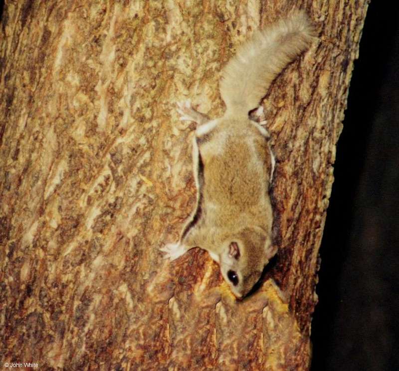 Southern Flying Squirrel (Glaucomys volans volans)1; DISPLAY FULL IMAGE.