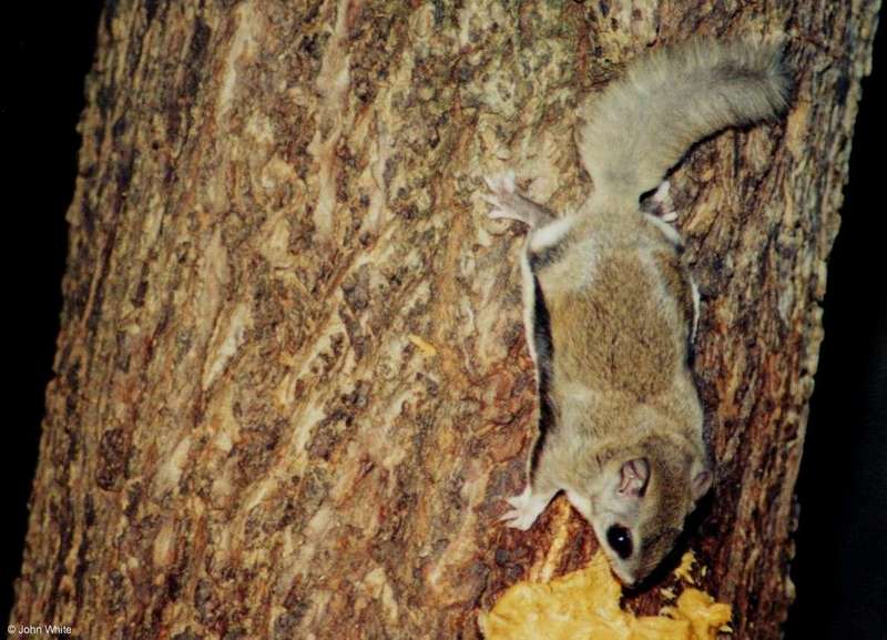 Southern Flying Squirrel (Glaucomys volans volans)2; DISPLAY FULL IMAGE.