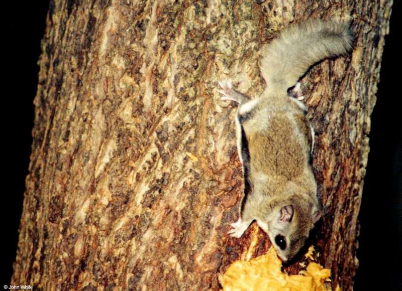 Southern Flying Squirrel (Glaucomys volans volans)3; DISPLAY FULL IMAGE.