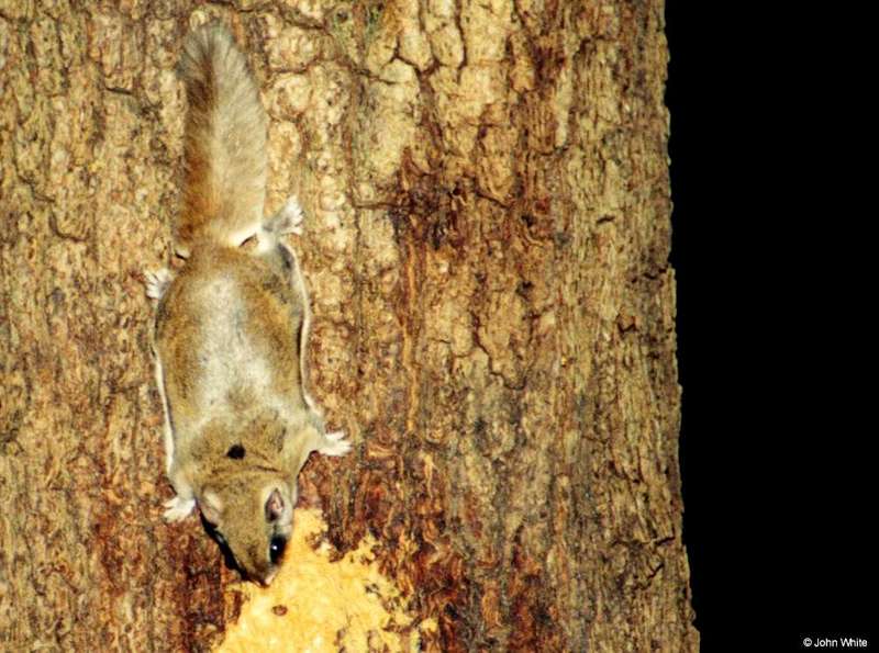 Southern Flying Squirrel (Glaucomys volans volans)4; DISPLAY FULL IMAGE.