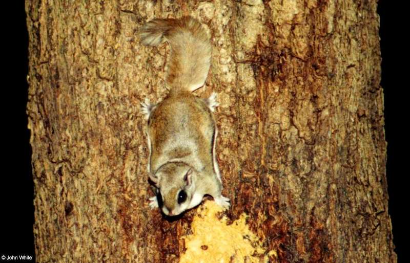 Southern Flying Squirrel (Glaucomys volans volans)5; DISPLAY FULL IMAGE.