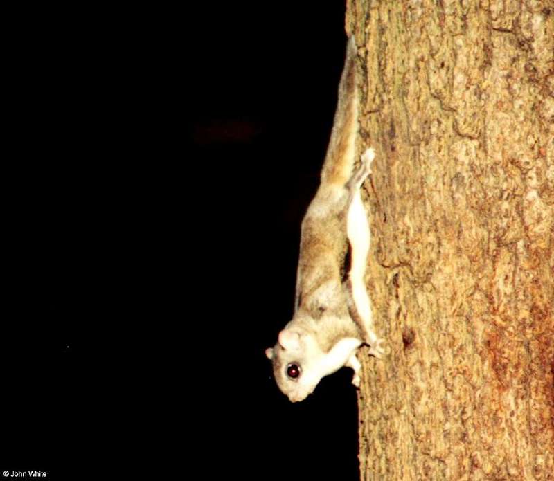 Southern Flying Squirrel (Glaucomys volans volans)7; DISPLAY FULL IMAGE.