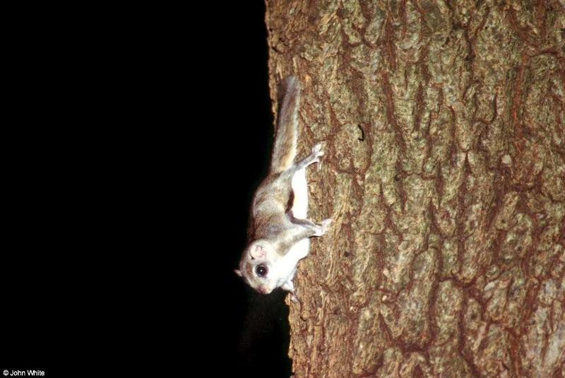 Southern Flying Squirrel (Glaucomys volans volans)9; DISPLAY FULL IMAGE.