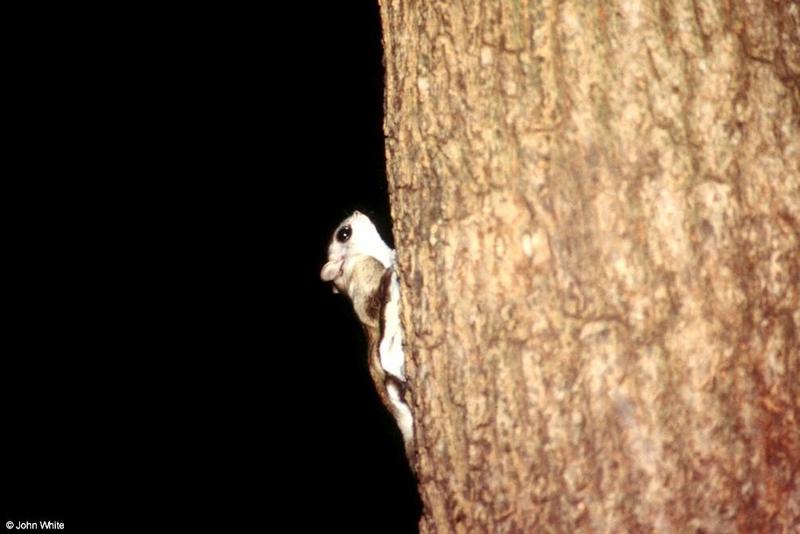 Southern Flying Squirrel (Glaucomys volans volans)12; DISPLAY FULL IMAGE.