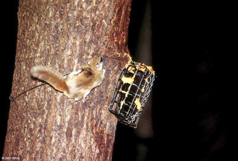 Southern Flying Squirrel (Glaucomys volans volans)14; DISPLAY FULL IMAGE.
