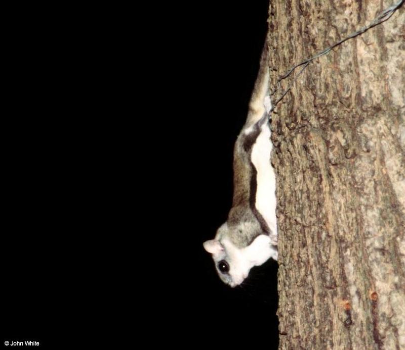 Southern Flying Squirrel (Glaucomys volans volans)15; DISPLAY FULL IMAGE.