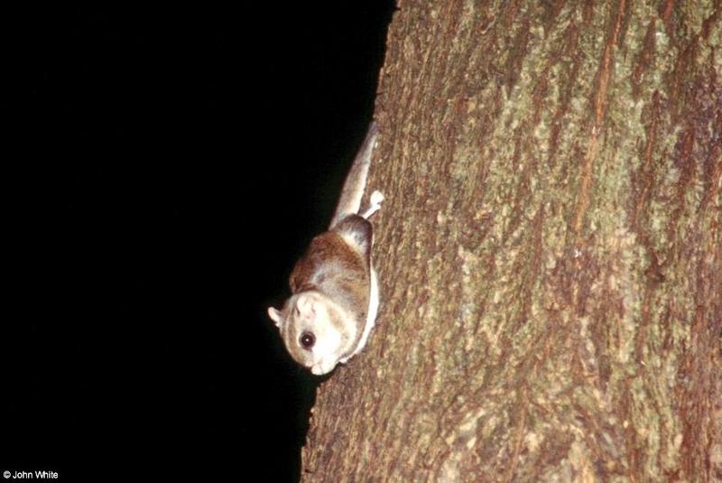 Southern Flying Squirrel (Glaucomys volans volans)16; DISPLAY FULL IMAGE.