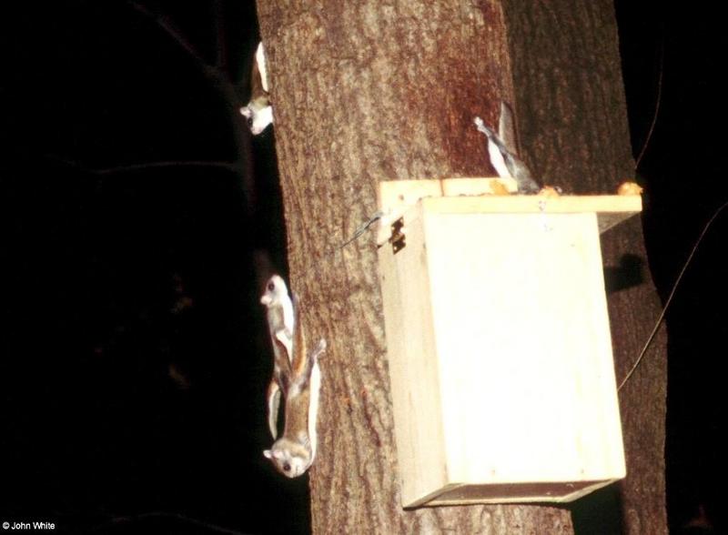 Southern Flying Squirrel (Glaucomys volans volans)17; DISPLAY FULL IMAGE.