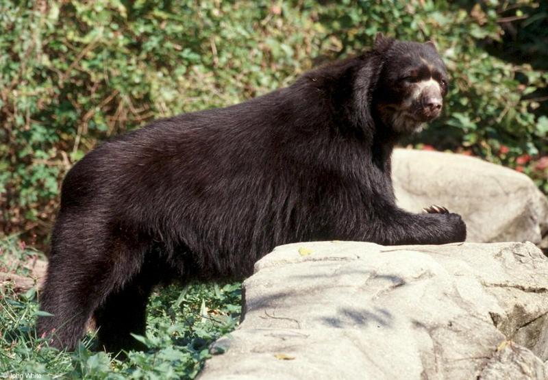 Spectacled Bear 3; DISPLAY FULL IMAGE.