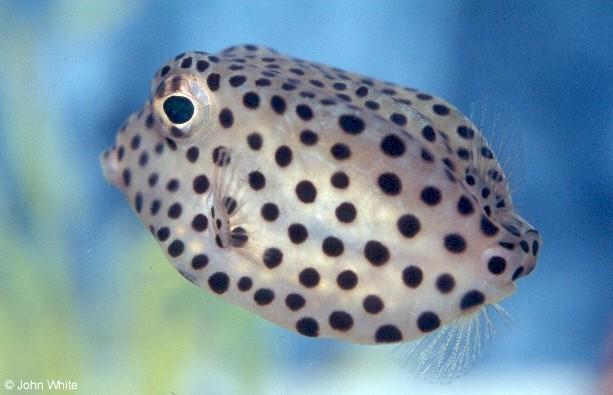 bluetail trunkfish for sale