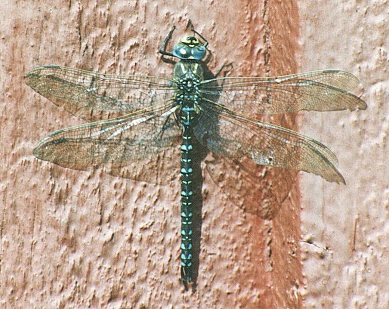 Souvenir from Sweden: dragon fly; DISPLAY FULL IMAGE.