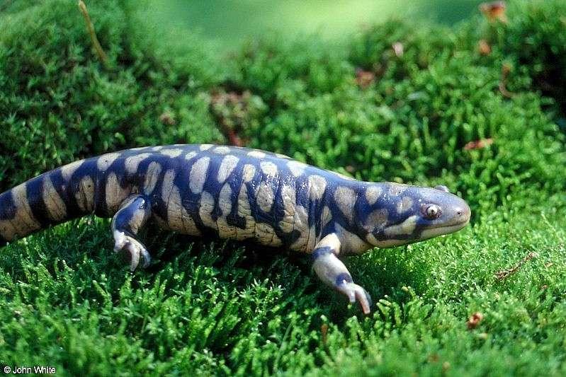 Attn: Gregg - Tiger Salamander 1; DISPLAY FULL IMAGE.