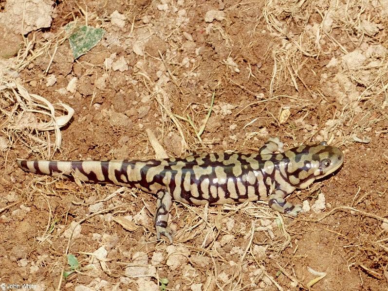 Tiger Salamanders (see index)  [04/19] - Tiger Salamander (Ambystoma  tigrinum)403.jpg (1/1); DISPLAY FULL IMAGE.
