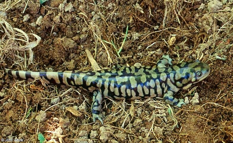 Tiger Salamanders (see index)  [05/19] - Tiger Salamander (Ambystoma  tigrinum)404.jpg (1/1); DISPLAY FULL IMAGE.