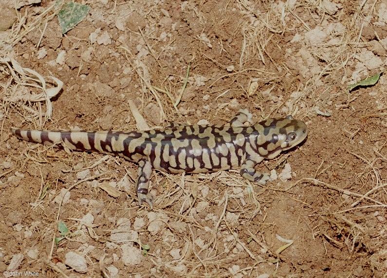 Tiger Salamanders (see index)  [06/19] - Tiger Salamander (Ambystoma  tigrinum)405.jpg (1/1); DISPLAY FULL IMAGE.