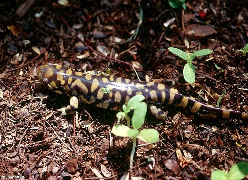 Tiger Salamanders (see index)  [08/19] - Tiger Salamander (Ambystoma  tigrinum)407.jpg (1/1); DISPLAY FULL IMAGE.