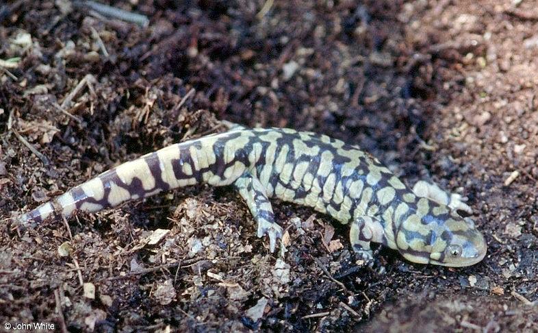 Tiger Salamanders (see index)  [12/19] - Tiger Salamander (Ambystoma  tigrinum)411.jpg (1/1); DISPLAY FULL IMAGE.
