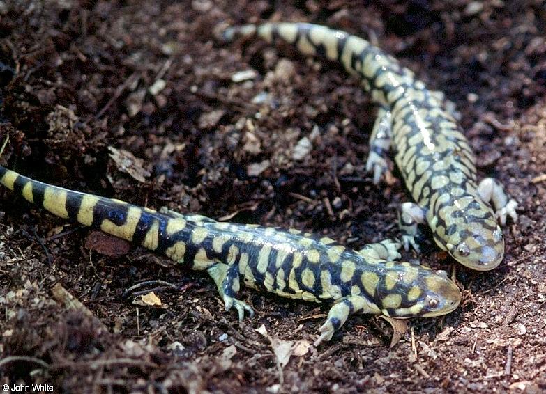 Tiger Salamanders (see index)  [15/19] - Tiger Salamander (Ambystoma  tigrinum)414.jpg (1/1); DISPLAY FULL IMAGE.
