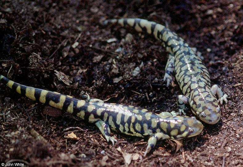 Tiger Salamanders (see index)  [16/19] - Tiger Salamander (Ambystoma  tigrinum)415.jpg (1/1); DISPLAY FULL IMAGE.