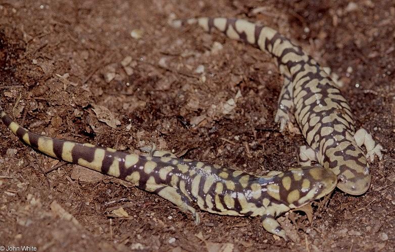 Tiger Salamanders (see index)  [17/19] - Tiger Salamander (Ambystoma  tigrinum)416.jpg (1/1); DISPLAY FULL IMAGE.