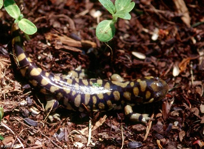 Tiger Salamanders (see index)  [19/19] - Tiger Salamander (Ambystoma  tigrinum)418.jpg (1/1); DISPLAY FULL IMAGE.