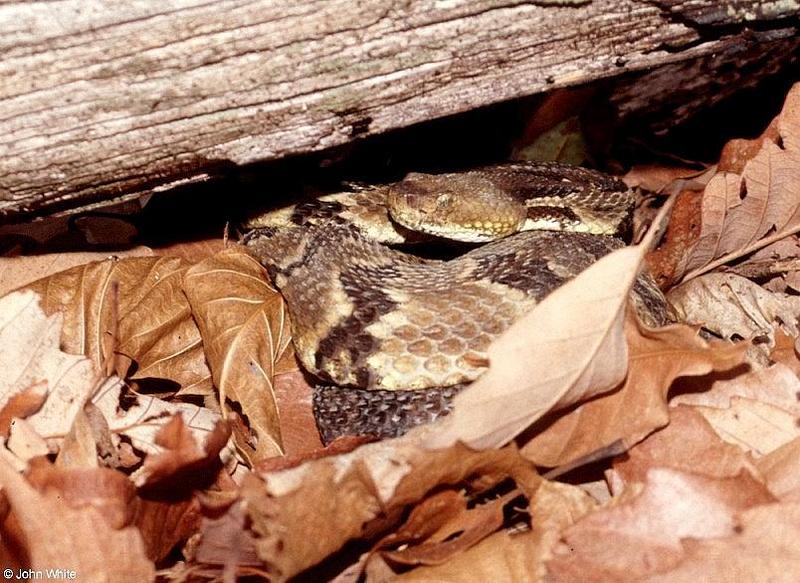 Peek-a-boo 2 : Timber Rattlesnake (Crotalushorridus horridus); DISPLAY FULL IMAGE.