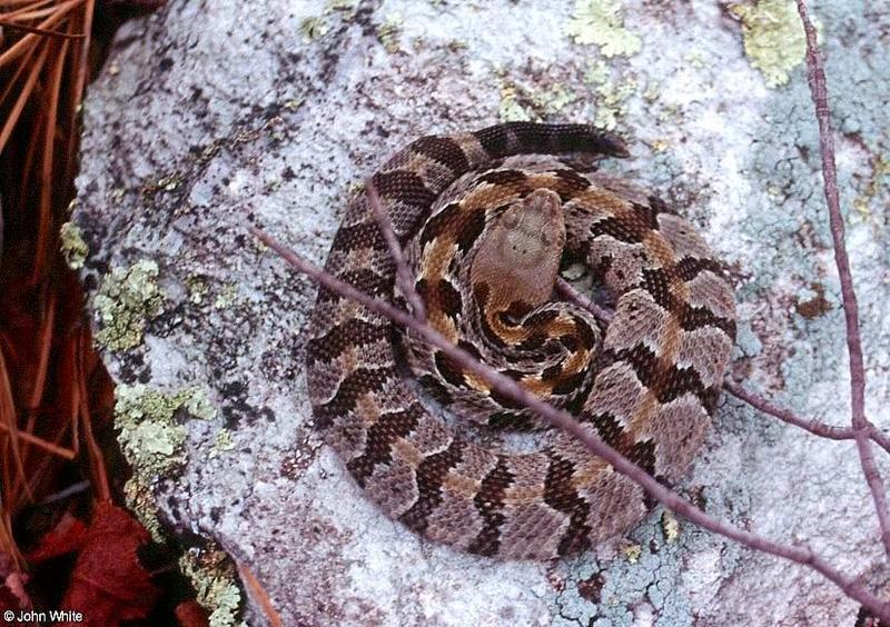 Pics from the Largest Timber Rattlesnake Den in Virginia  [1/5] - Timber Rattlesnake  (Crotalus horridus horridus)200.jpg (1/1); DISPLAY FULL IMAGE.