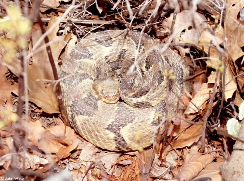 Pics from the Largest Timber Rattlesnake Den in Virginia  [2/5] - Timber Rattlesnake  (Crotalus horridus horridus)202.jpg (1/1); DISPLAY FULL IMAGE.