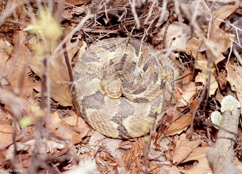 Pics from the Largest Timber Rattlesnake Den in Virginia  [3/5] - Timber Rattlesnake  (Crotalus horridus horridus)203.jpg (1/1); DISPLAY FULL IMAGE.