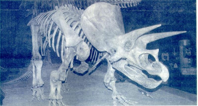 Triceratops_J01-Skeleton_fossil.jpg [1/1]; DISPLAY FULL IMAGE.