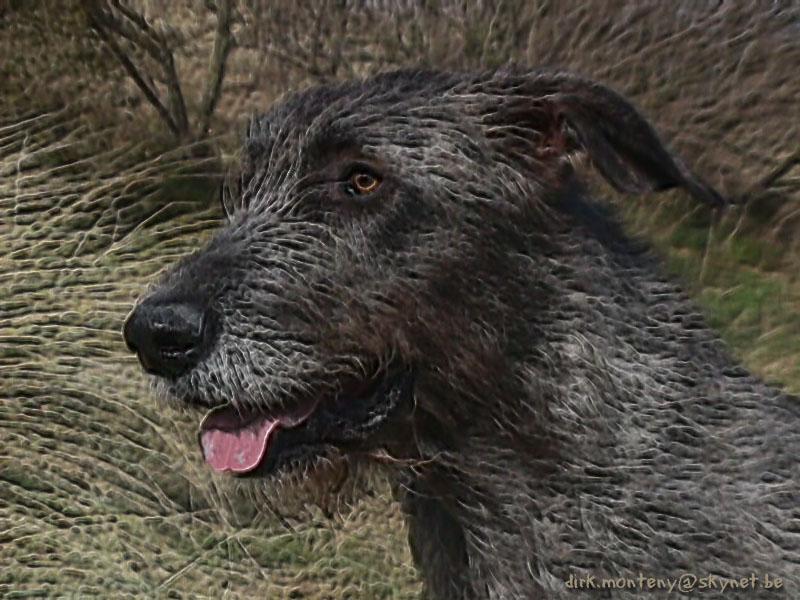 Irish Wolfhound; DISPLAY FULL IMAGE.