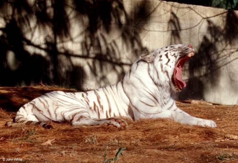 The tired White tiger 1; DISPLAY FULL IMAGE.