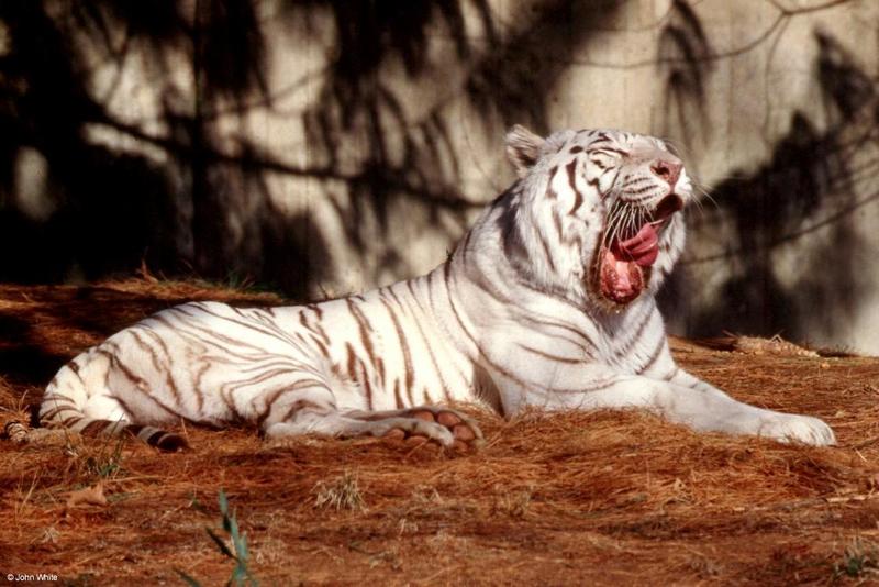 The tired White tiger 2; DISPLAY FULL IMAGE.