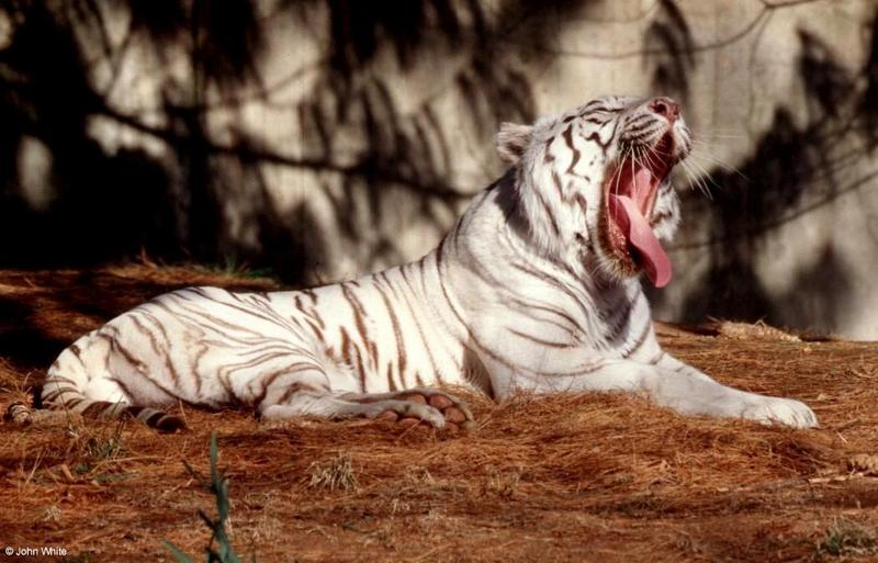 The tired White tiger 3; DISPLAY FULL IMAGE.