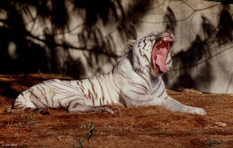 The tired White tiger 4; DISPLAY FULL IMAGE.