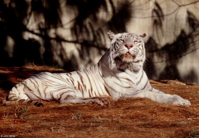 The tired White tiger 5; DISPLAY FULL IMAGE.