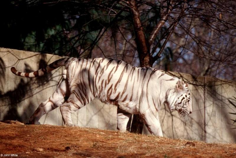 White Tiger; DISPLAY FULL IMAGE.