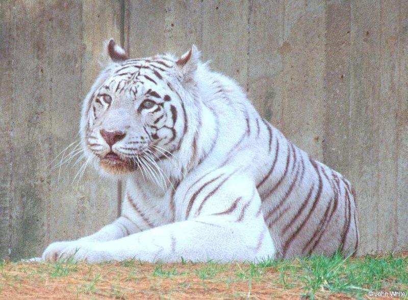 Another White Tiger Image; DISPLAY FULL IMAGE.