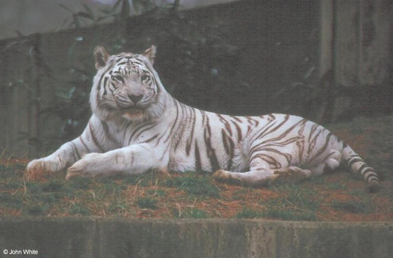 White Tiger 1; DISPLAY FULL IMAGE.