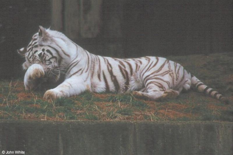 White Tiger 2; DISPLAY FULL IMAGE.
