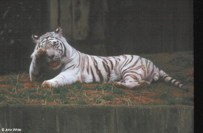 White Tiger 3; DISPLAY FULL IMAGE.