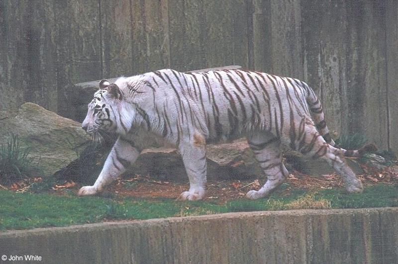 White Tiger 4; DISPLAY FULL IMAGE.